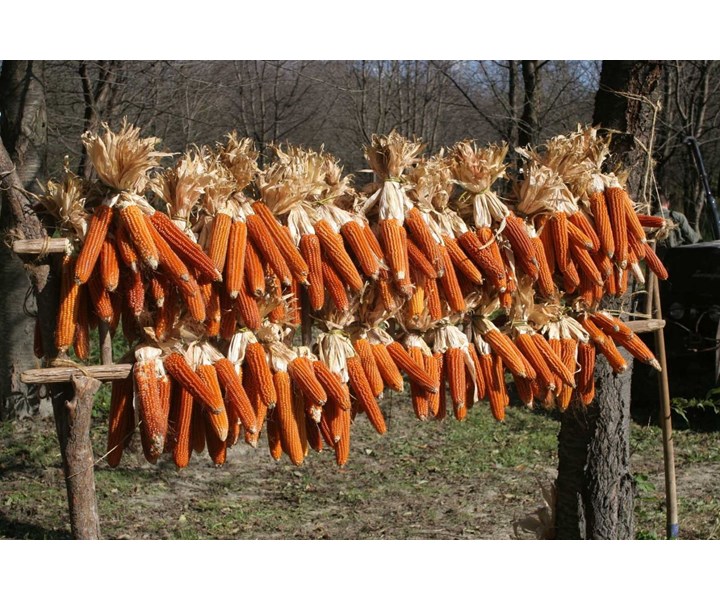 EVENTO TRADIZIONALE DEL BIOLOGICO. PIGNOLETTO ROSSO DI BANCHETTE - 17ª EDIZIONE