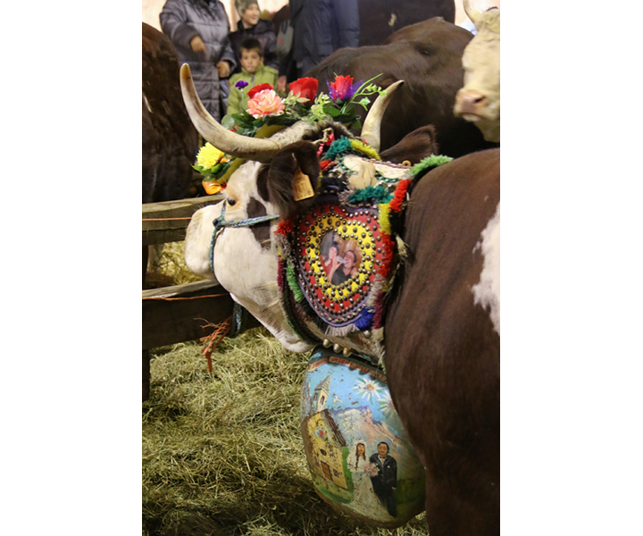 61ª MOSTRA DEI BOVINI DI RAZZA VALDOSTANA PEZZATA ROSSA - 7ª SAGRA DEL BOLLITO