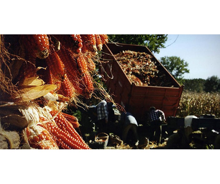 EVENTO TRADIZIONALE DEL BIOLOGICO. PIGNOLETTO ROSSO DI BANCHETTE - 17ª EDIZIONE