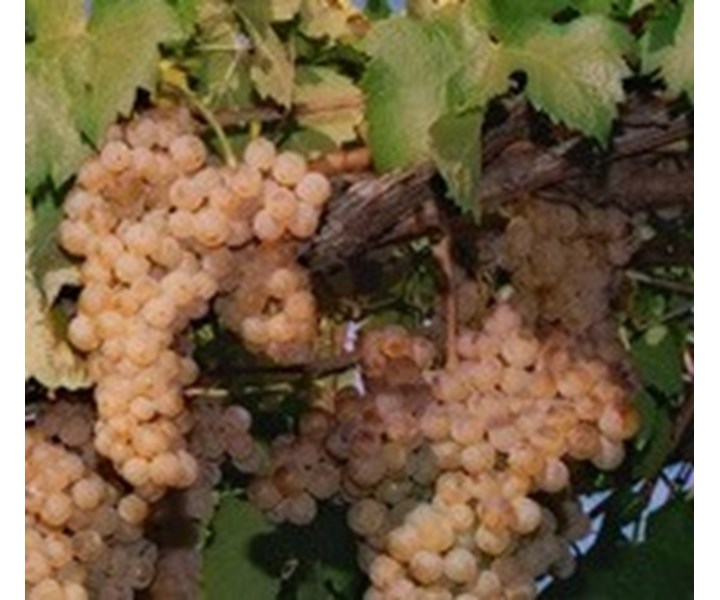 FESTA DELL’UVA DI CALUSO - 86ª EDIZIONE